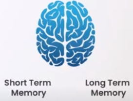 brain